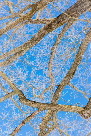 Japanese elm with snow in Hokkaido at duskの写真素材
