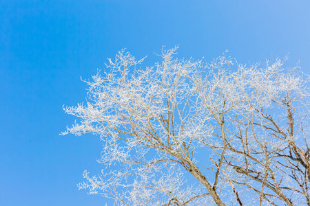 Japanese elm with snow in Hokkaido at duskの写真素材