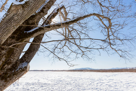 Japanese elm with snow in Hokkaido at duskの写真素材