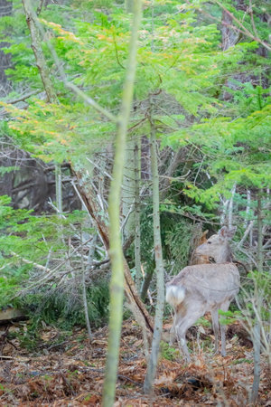 hokkaido sika deer in forestの写真素材