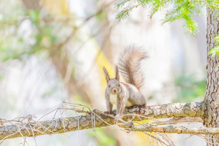 small hokkaido squirrel in forestの写真素材