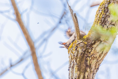 small hokkaido squirrel in forestの写真素材