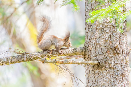 small hokkaido squirrel in forestの写真素材