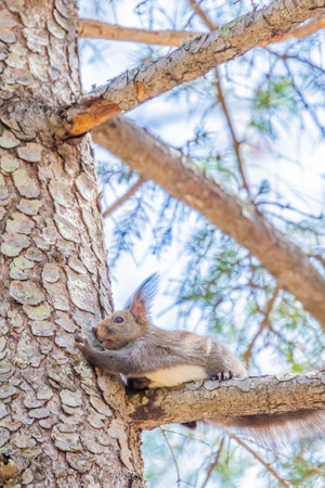 small hokkaido squirrel in forestの写真素材