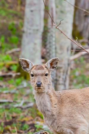 hokkaido sika deer in forestの写真素材