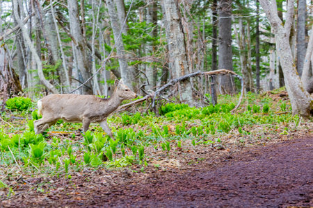hokkaido sika deer in forestの写真素材
