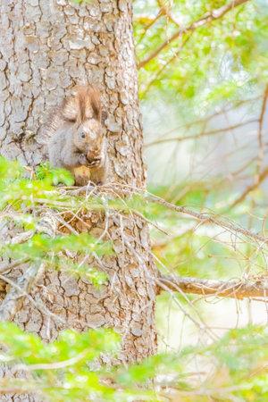 hokkaido squirrel eating in forestの写真素材