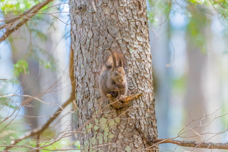 hokkaido squirrel eating in forestの写真素材