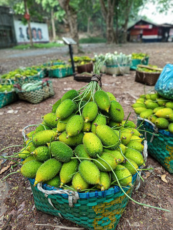 Fruits of Salacca zalacca on the market in Thailandの写真素材