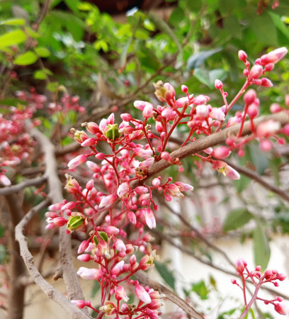 Star apple, carambola, carambola, carambola, carambola, carambolaの写真素材
