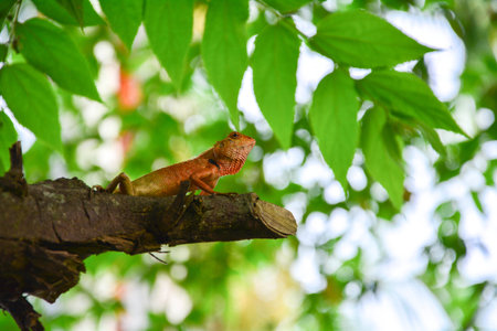 The Dragon の写真素材