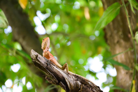 The Dragon の写真素材