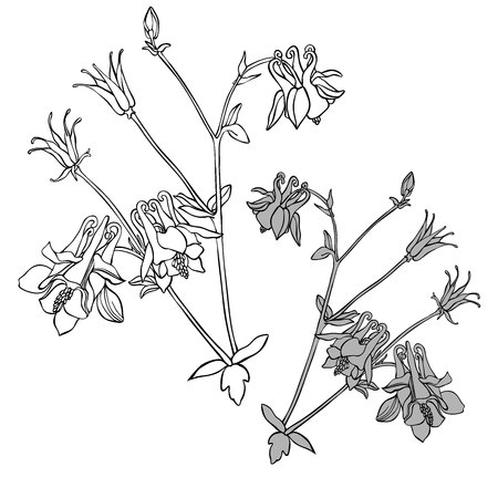 Beautiful botanical vector with flowers watershed. Black silhouettes on white background.のイラスト素材
