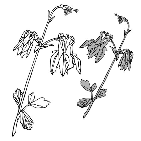 Beautiful botanical vector with flowers watershed. Black silhouettes on white background.のイラスト素材