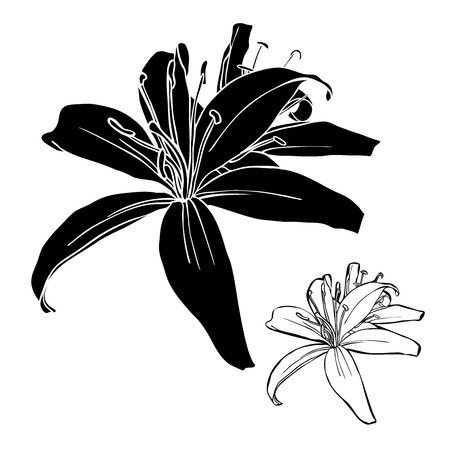 Vector design with lily flowers. Elements isolated on white background. In black and white style. Can be used for printing on paper, stickers, badges, bijouterie, cards, textiles.のイラスト素材