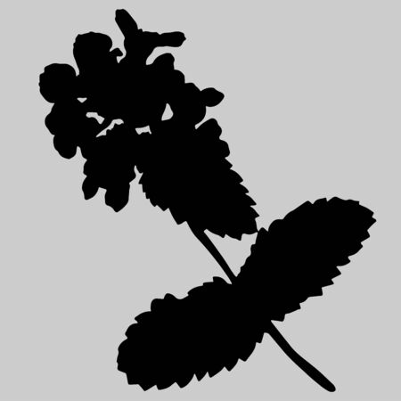 Isolated design of abstract flowers in black and white style on a grey background.のイラスト素材