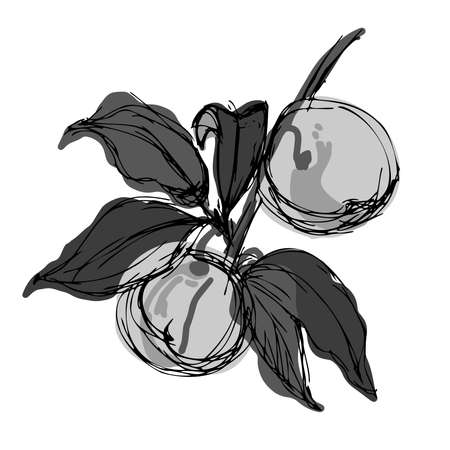 Isolated decorative design black and white vector illustration of peaches on a branch with leavesのイラスト素材