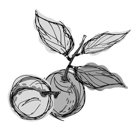 Isolated decorative design black and white vector illustration of plums and apricotsのイラスト素材