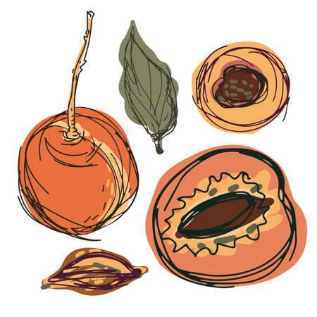 Isolated decorative design colorful vector illustration of lined peaches and apricotsのイラスト素材