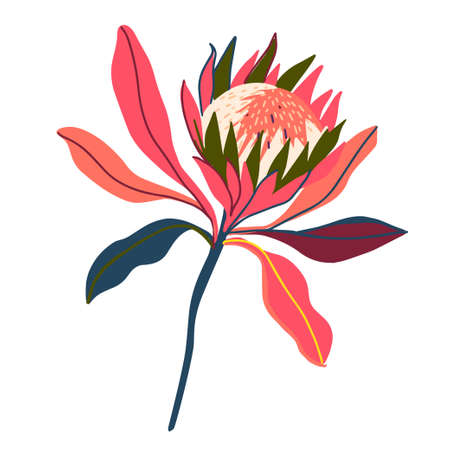 Botanical isolated design illustration of protea flowers Australian floraのイラスト素材