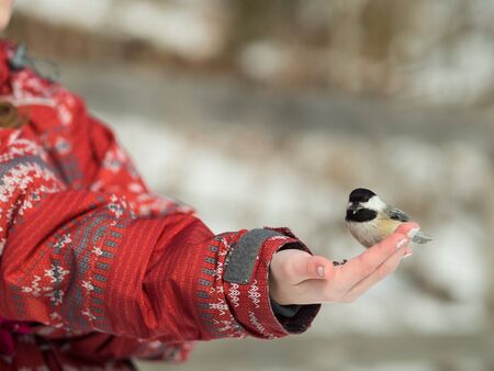 Girl feeding a Black-caped chickadee with seedsの写真素材