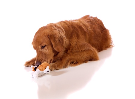 Golden Retriever laying on the groundの写真素材