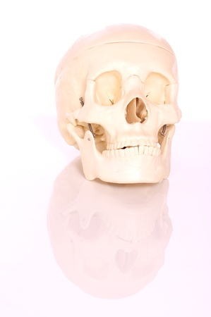 Medical learning skull laying on a white backgroundの写真素材
