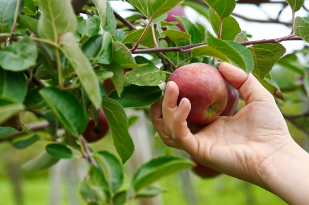 Right hand picking a delicious apple from an appletreeの写真素材