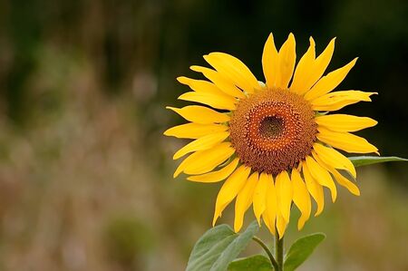 No flower represent the summer better than the sunfower.の写真素材
