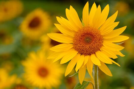 No flower represent the summer better than the sunfower.の写真素材
