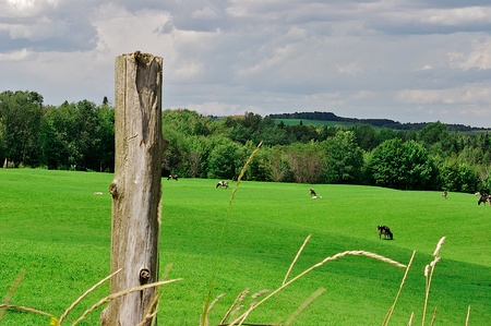 Cows enjoying their grass meal in a green fieldの写真素材