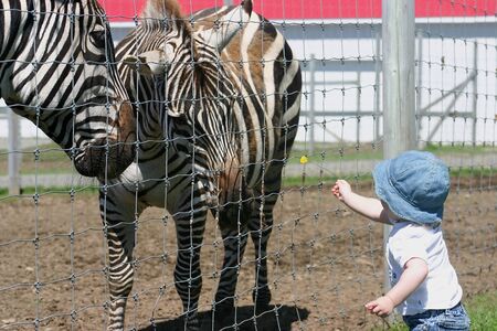 Baby girl feeding zebraの写真素材
