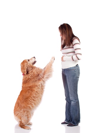 Cute young woman with her purebred Golden Retrieverの写真素材