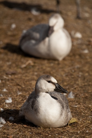 Migration of snow geese in Canadaの写真素材