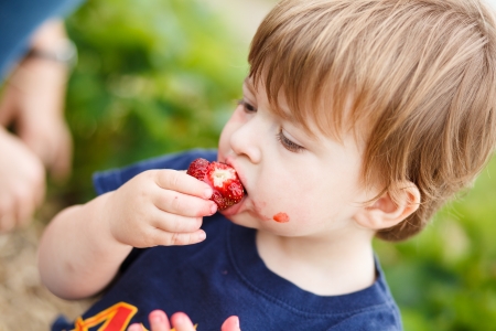 Cute little boy eating a strawberryの写真素材