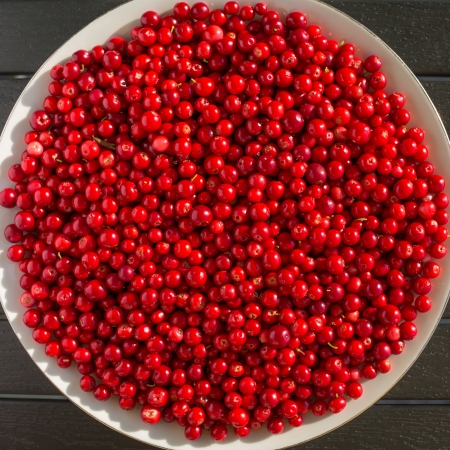 Fresh red cranberries on a black table