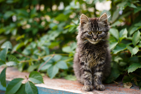 Kitten sitting in a park