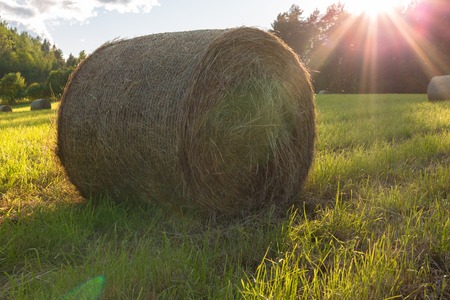 A roll of hay in a field on sunny backgroundの写真素材