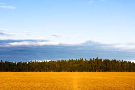 Yellow field, green forest and blue skyの写真素材