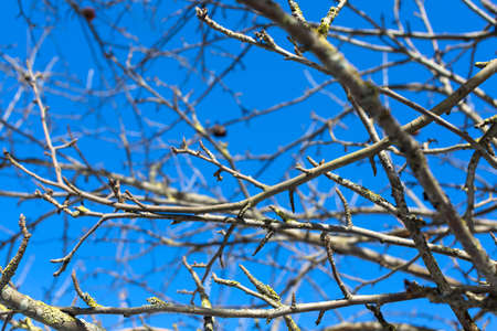 Branches of apple treesの写真素材