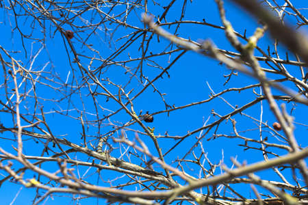 Branches of apple treesの写真素材