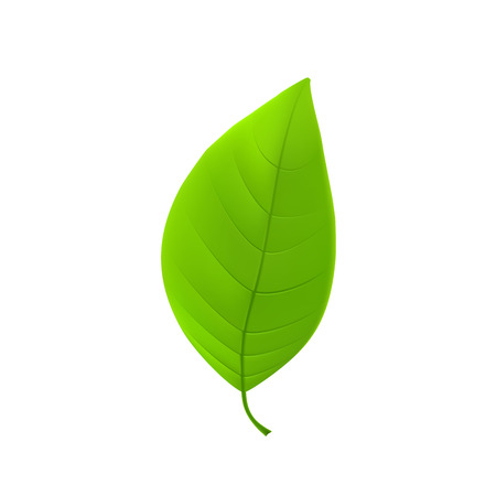 Green leafのイラスト素材