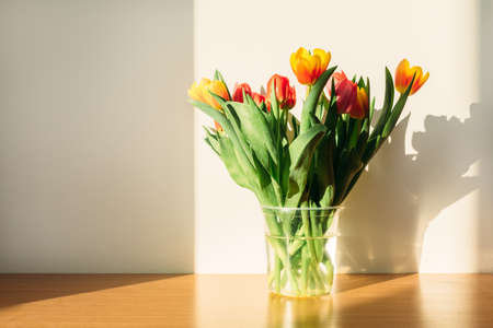 Colorful tulips in a clear plastic vase on the table on a sunny dayの写真素材