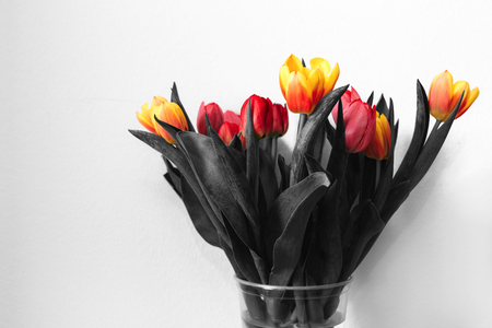 Black and white bouquet tulips with colored flower budsの写真素材