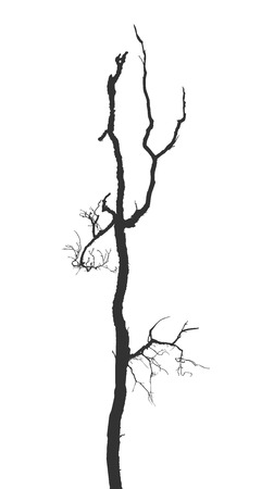 Dead branches. Vector Silhouette dry branch isolated on a white backgroundのイラスト素材