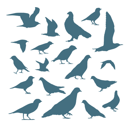 Birds silhouettes set on a white background.のイラスト素材