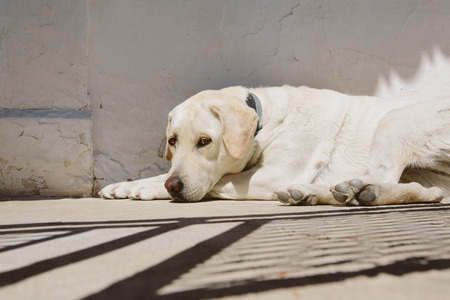 tired white dog lies. Sad white dog is restingの写真素材