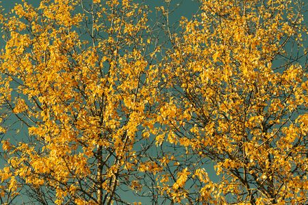 Autumn leaves against blue skyの写真素材