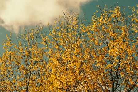 Autumn leaves against blue skyの写真素材