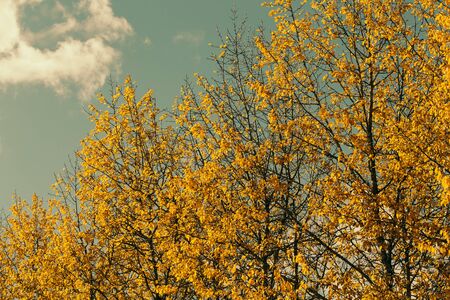Autumn weather yellow leaves on trees against blue skyの写真素材